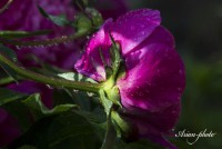 /album/fotogaleria/img-1900-masolata-jpg/